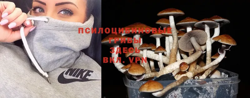 Галлюциногенные грибы Psilocybine cubensis  Куса 